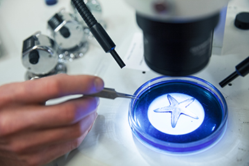 Sea star sample colored blue under the microscope