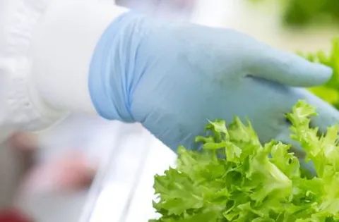 What is a food safety management system?