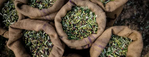 Harvested fresh olives in sacks in a field in Crete