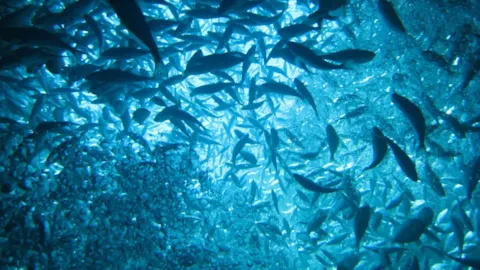 FISH HEALTH AND WELFARE